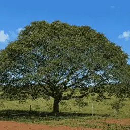 Tamboril