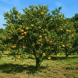 Tangerina