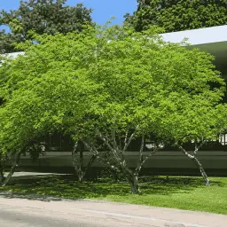 Tataré